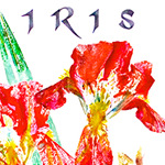 iris